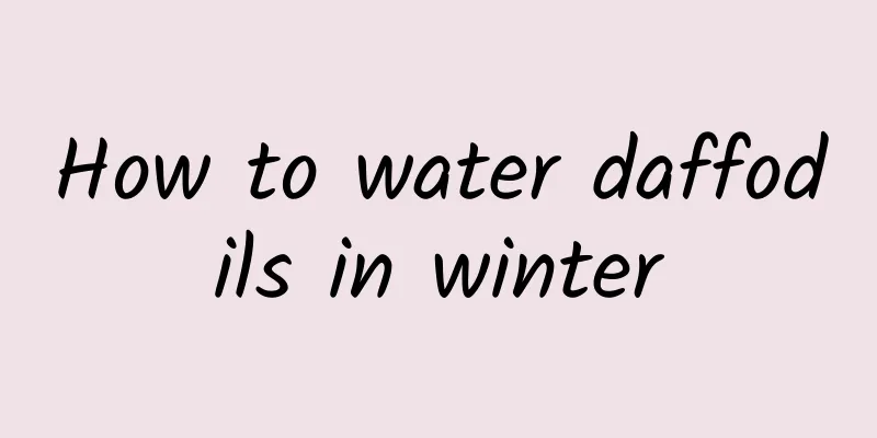 How to water daffodils in winter