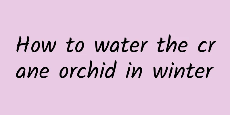 How to water the crane orchid in winter
