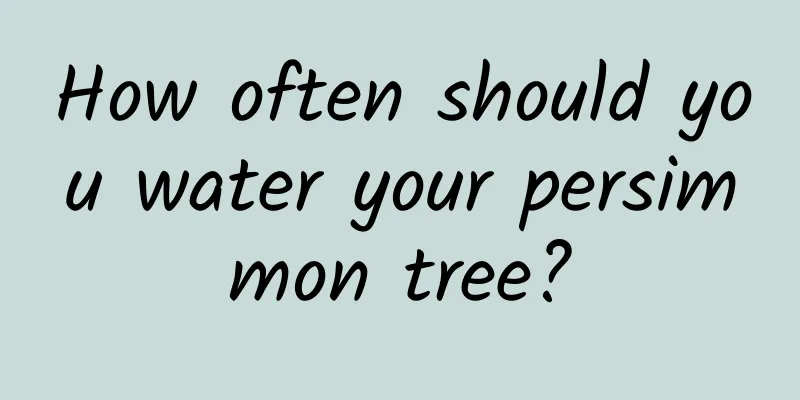 How often should you water your persimmon tree?