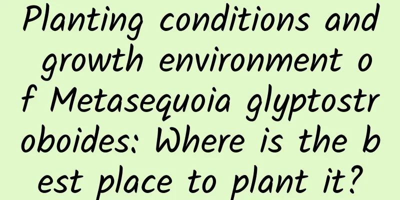 Planting conditions and growth environment of Metasequoia glyptostroboides: Where is the best place to plant it?