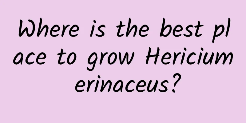 Where is the best place to grow Hericium erinaceus?