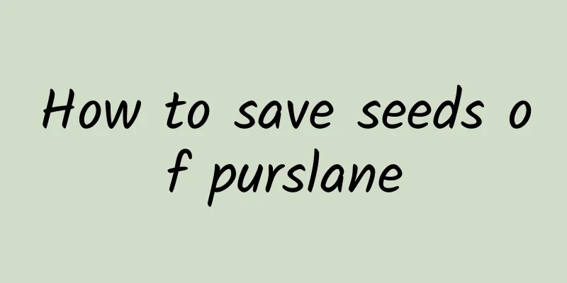 How to save seeds of purslane