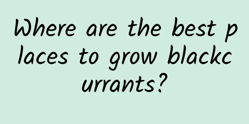 Where are the best places to grow blackcurrants?