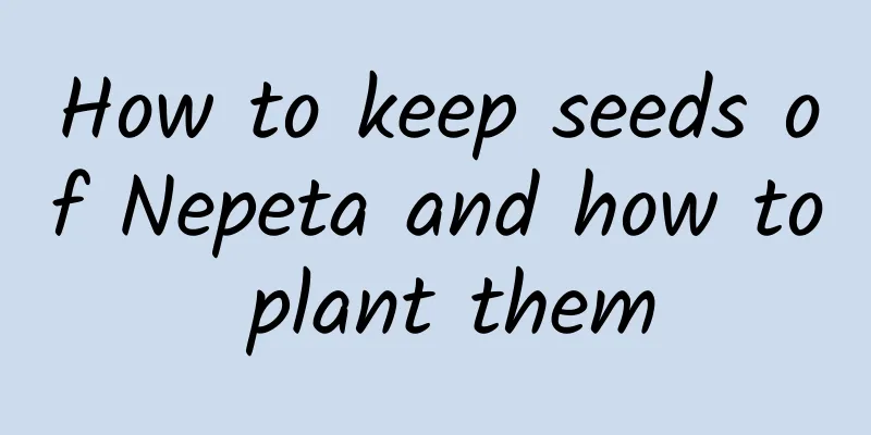 How to keep seeds of Nepeta and how to plant them