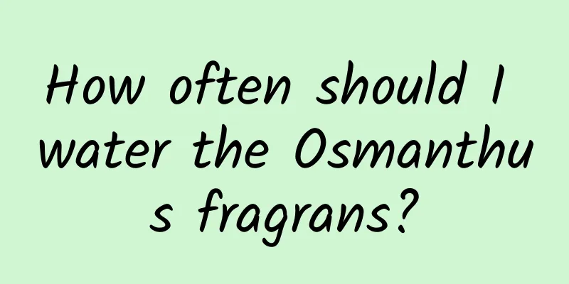 How often should I water the Osmanthus fragrans?