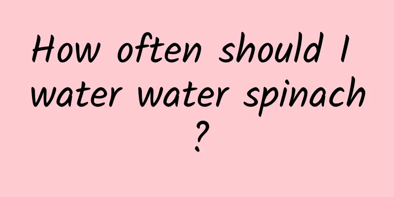 How often should I water water spinach?