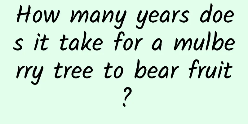 How many years does it take for a mulberry tree to bear fruit?