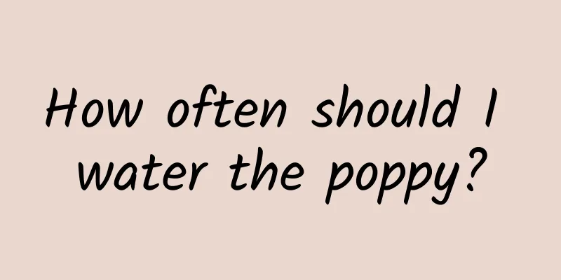 How often should I water the poppy?