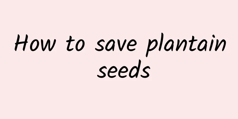 How to save plantain seeds