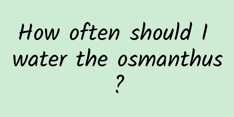 How often should I water the osmanthus?