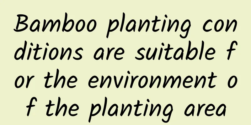 Bamboo planting conditions are suitable for the environment of the planting area