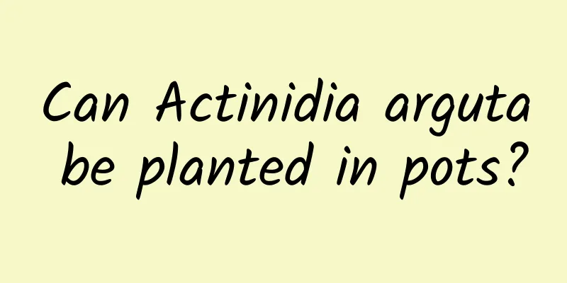 Can Actinidia arguta be planted in pots?