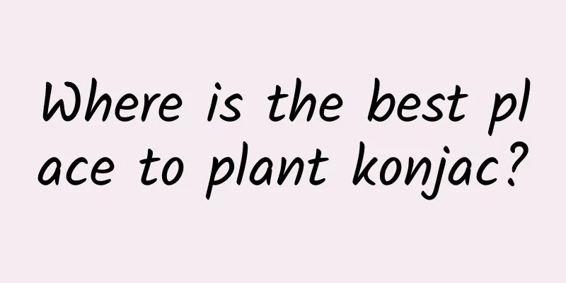 Where is the best place to plant konjac?