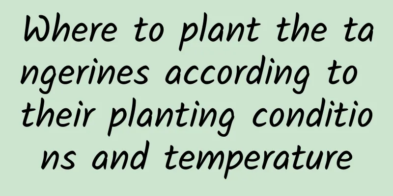 Where to plant the tangerines according to their planting conditions and temperature