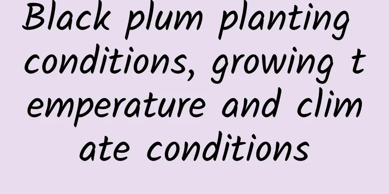 Black plum planting conditions, growing temperature and climate conditions