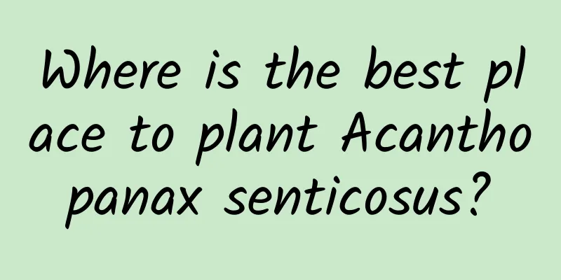 Where is the best place to plant Acanthopanax senticosus?