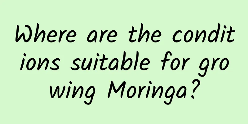 Where are the conditions suitable for growing Moringa?