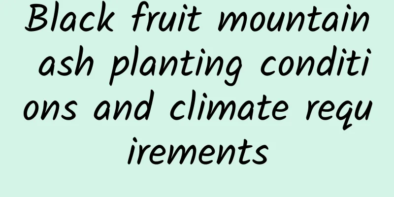 Black fruit mountain ash planting conditions and climate requirements