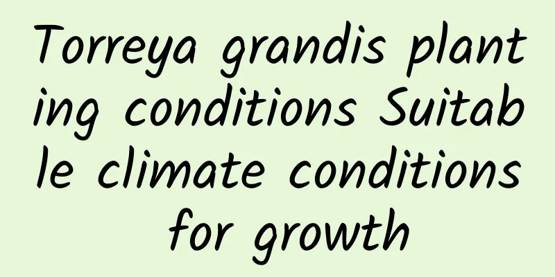 Torreya grandis planting conditions Suitable climate conditions for growth
