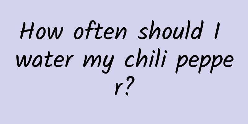 How often should I water my chili pepper?