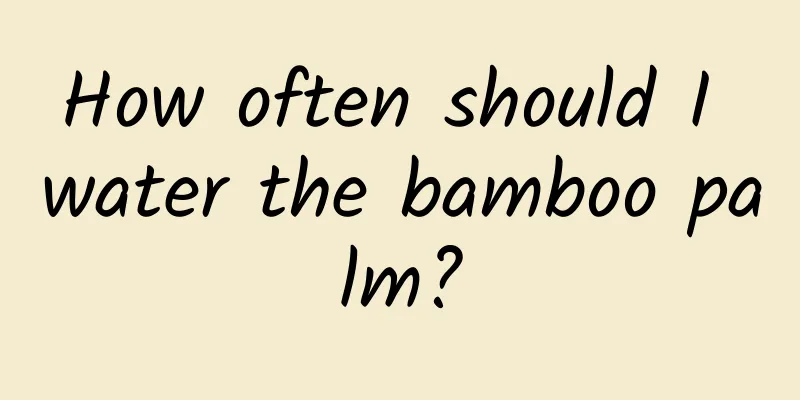 How often should I water the bamboo palm?