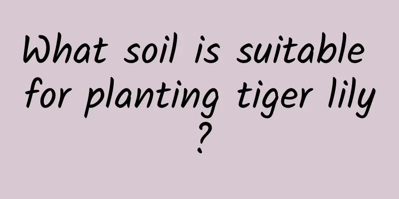 What soil is suitable for planting tiger lily?