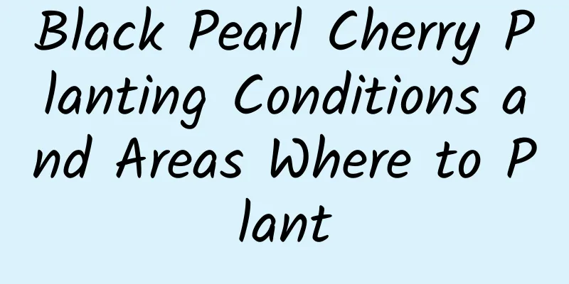 Black Pearl Cherry Planting Conditions and Areas Where to Plant