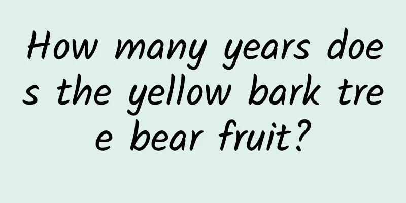 How many years does the yellow bark tree bear fruit?