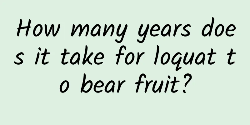 How many years does it take for loquat to bear fruit?