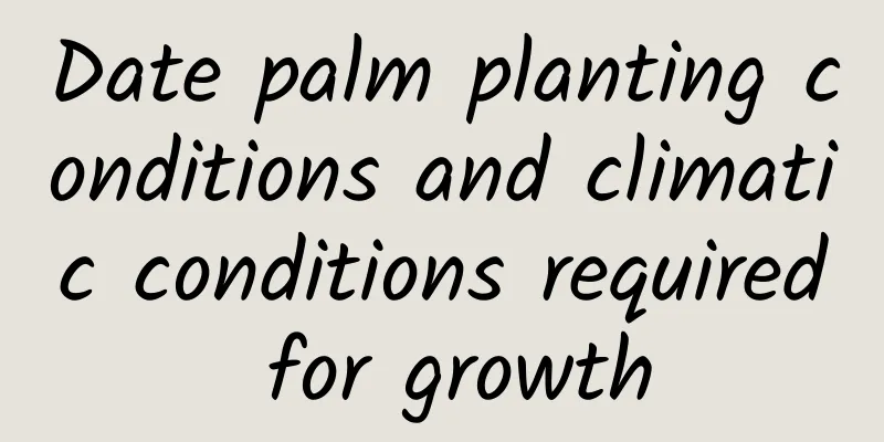 Date palm planting conditions and climatic conditions required for growth