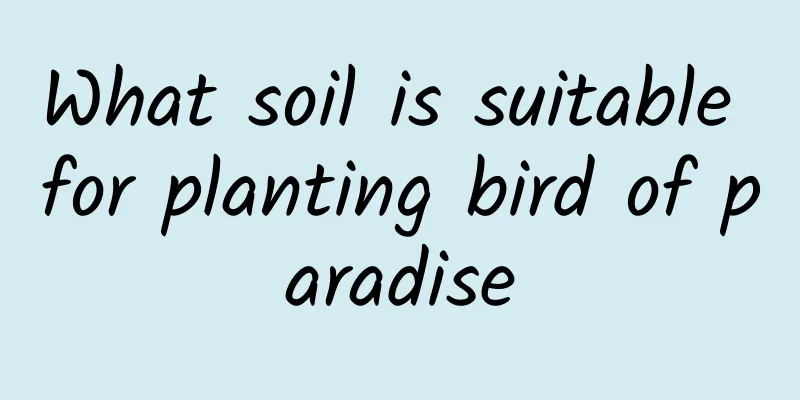 What soil is suitable for planting bird of paradise