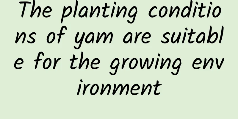 The planting conditions of yam are suitable for the growing environment