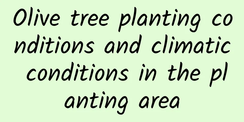 Olive tree planting conditions and climatic conditions in the planting area