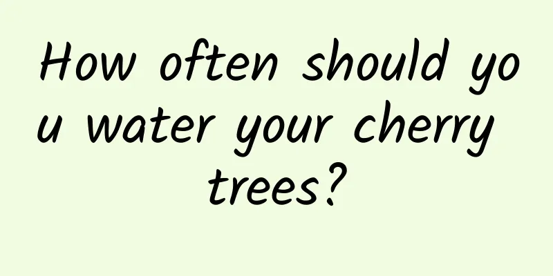 How often should you water your cherry trees?