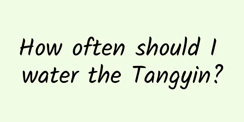 How often should I water the Tangyin?