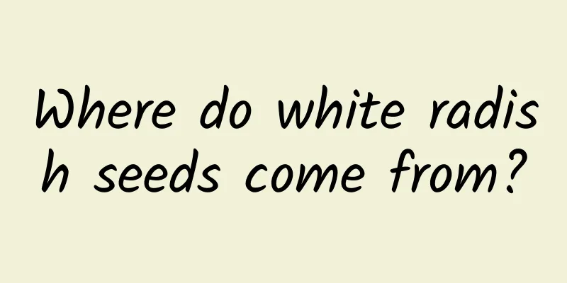 Where do white radish seeds come from?