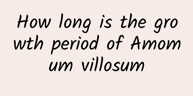 How long is the growth period of Amomum villosum