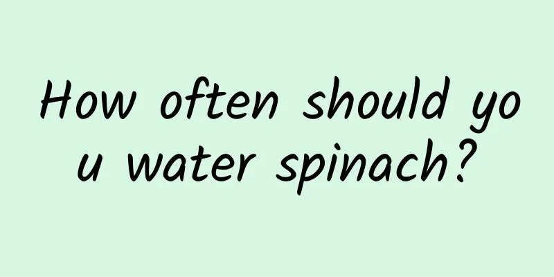 How often should you water spinach?