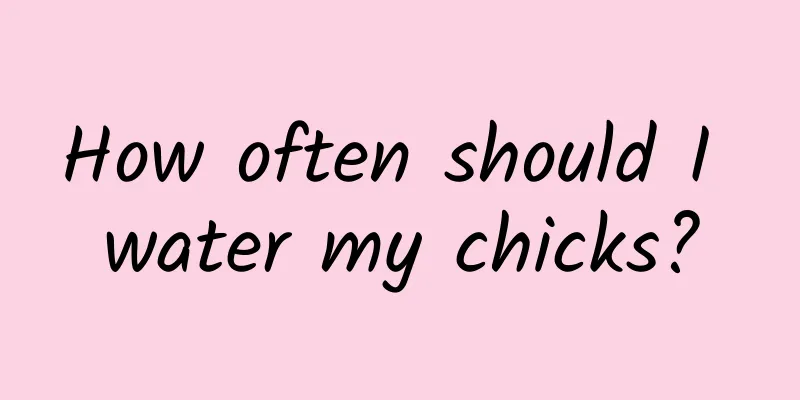 How often should I water my chicks?