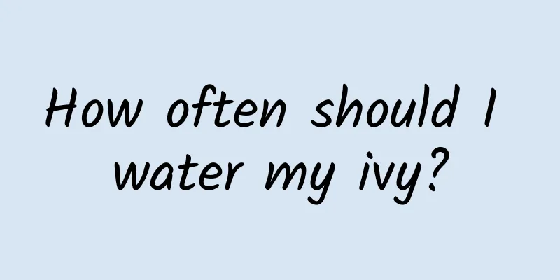 How often should I water my ivy?