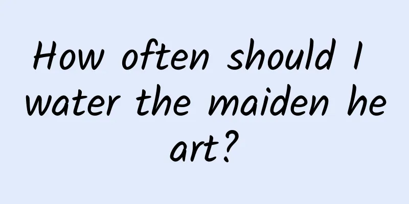 How often should I water the maiden heart?