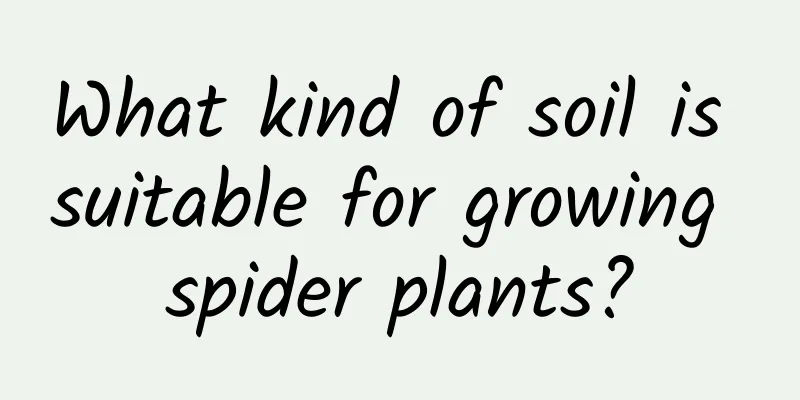 What kind of soil is suitable for growing spider plants?