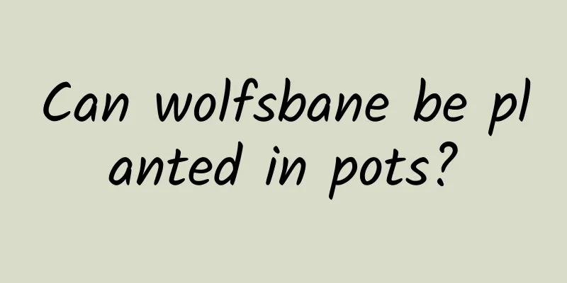 Can wolfsbane be planted in pots?