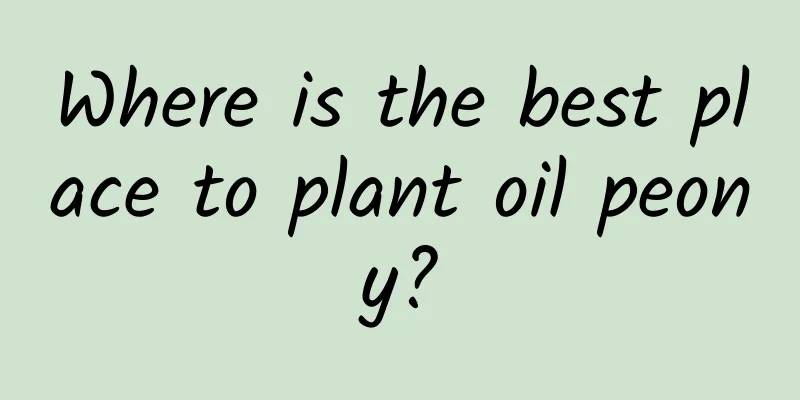 Where is the best place to plant oil peony?