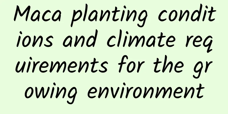 Maca planting conditions and climate requirements for the growing environment