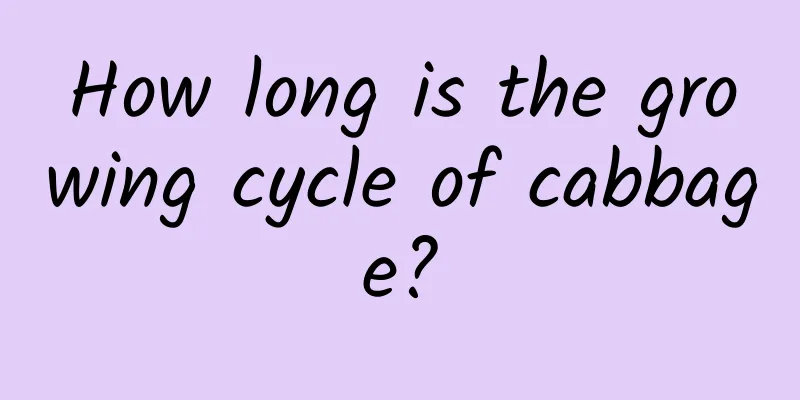 How long is the growing cycle of cabbage?