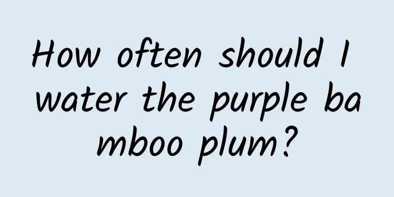 How often should I water the purple bamboo plum?