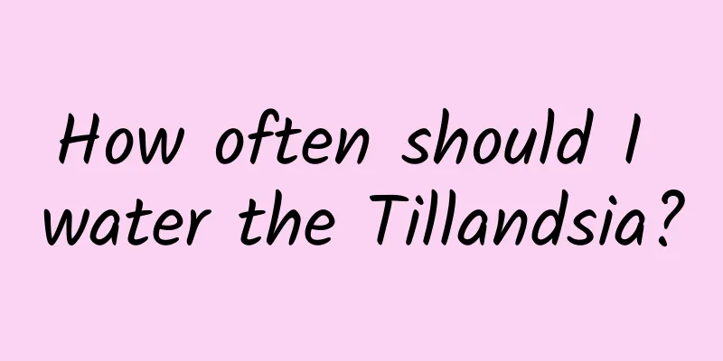 How often should I water the Tillandsia?