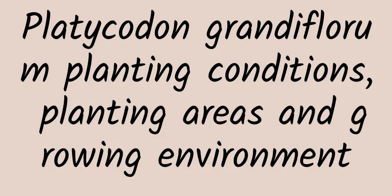 Platycodon grandiflorum planting conditions, planting areas and growing environment