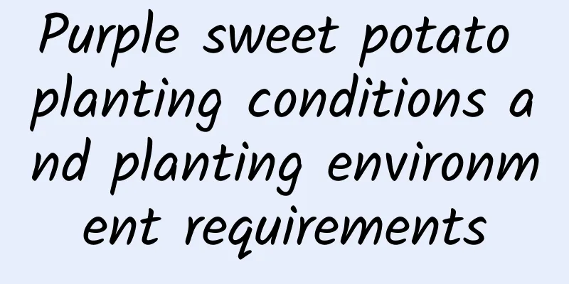 Purple sweet potato planting conditions and planting environment requirements